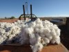 Know About the Cotton Harvest Market Analysis Know about the Cotton Harvest Market Analysis
