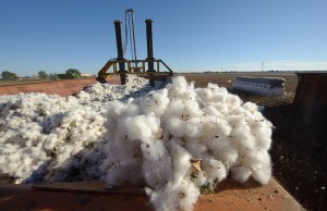 Know About the Cotton Harvest Market Analysis Know about the Cotton Harvest Market Analysis