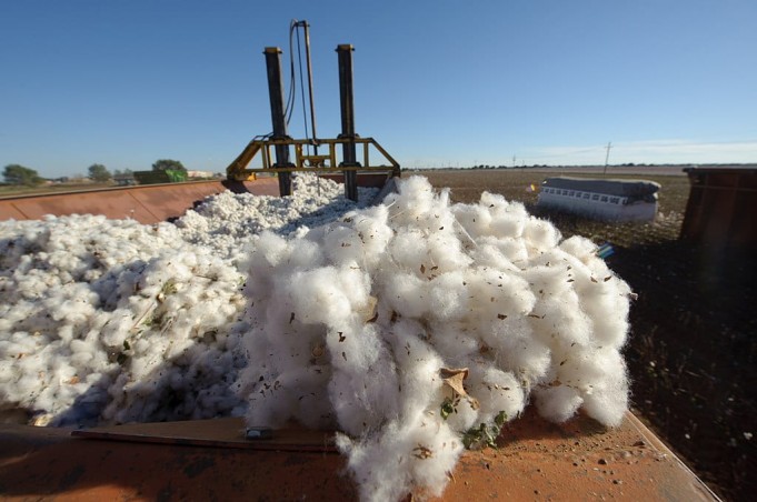 Know about the Cotton Harvest Market Analysis